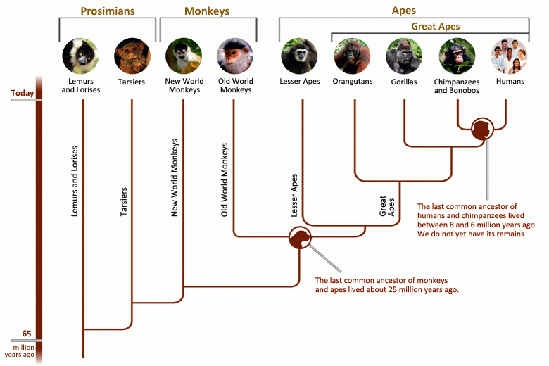 PRIMATE FAMILY TREE